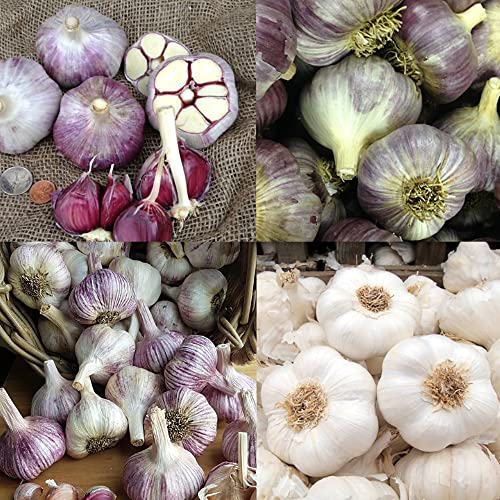 Mix Garlic Bulbs for Planting Outdoors 4 Types of Garlic Purple Italian, Chesnok Garlic, White