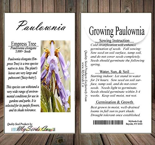 Big Pack - Paulownia elongata Tree Seeds (5,000+), aka Empress Tree - Very Large Leaves, Shade Tolerant - Non-GMO Seeds by MySeeds.Co - Thumbnail 4