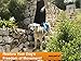 AMZpets Dog Lifting Harness - Small. Assists Pets with Limited Mobility Stand, Climb Stairs, Walk Into Cars Using Ramps. Support Sling for Senior & Injured Canines. Recommended by Veterinarians