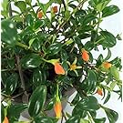 Ohio Grown Goldfish Plant - 6" Hanging Basket - Blooms Frequently!