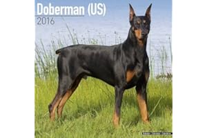 Doberman (US) Calendar - Just Doberman (US) Calendar - 2016 Wall calendars - Dog Calendars - Monthly Wall Calendar by Avonsid