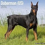 Doberman (US) Calendar - Only Dog Breed Doberman (US) Calendar - 2016 Wall calendars - Dog Calendars - Monthly Wall Calendar by Avonside