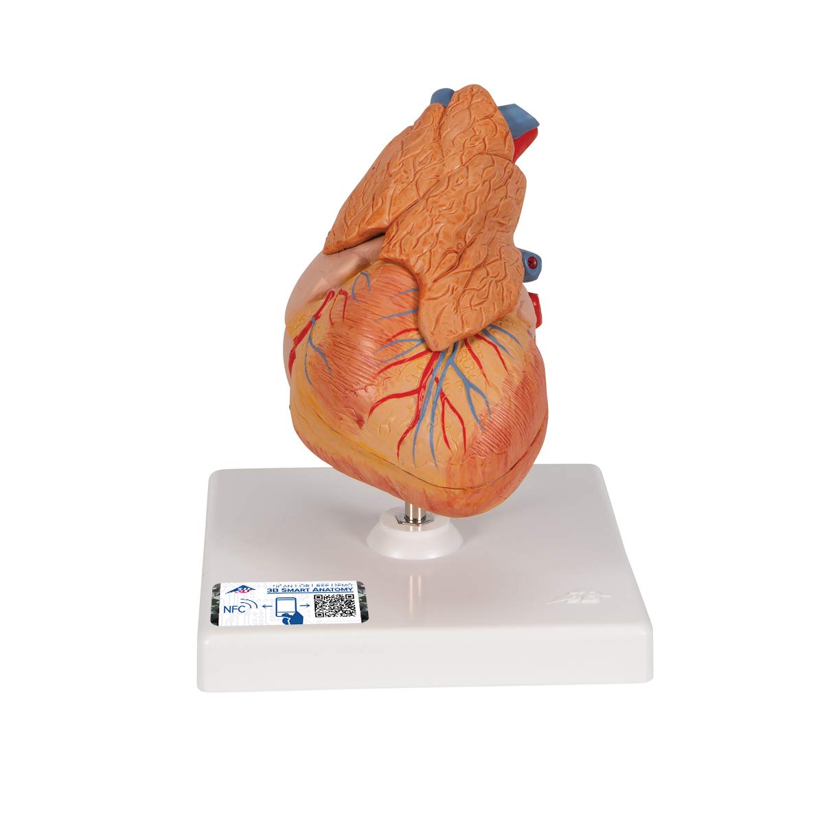 3B Scientific Human Anatomy - Classic Heart Model with Thymus, 3 Part + free anatomy software - 3B Smart Anatomy G08/1