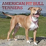 American Pit Bull Terriers 2019 12 x 12 Inch Monthly Square Wall Calendar with Foil Stamped Cover, Animals Dog Breeds (English, French and Spanish Edition)