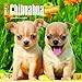 Chihuahua Puppies 2017 Calendar