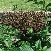 Beekeeping For Dummies Howland Blackiston 9780470430651