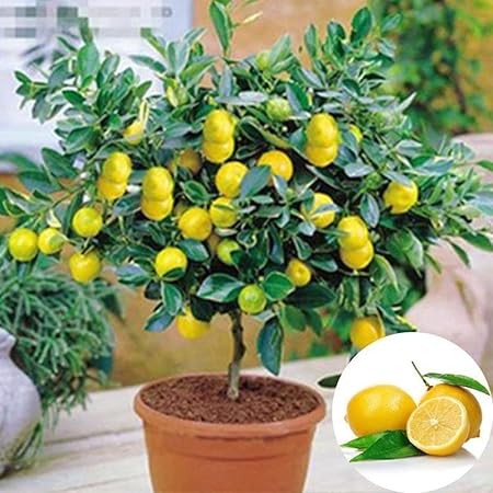 Amazon Com Yvetti 20pcs Rare Lemon Tree Seeds Easy To Grow Home