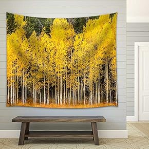 Stand of Changing Yellow Aspen Tree in Front of Dark Green Pine Trees in Mountains of Colorado on Fall Afternoon - Fabric Wall Tapestry Home Decor - 51x60 inches