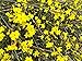 Golden Mermaid 2 Year Winter Jasmine (Jasminum nudiflorum) in 4" pot