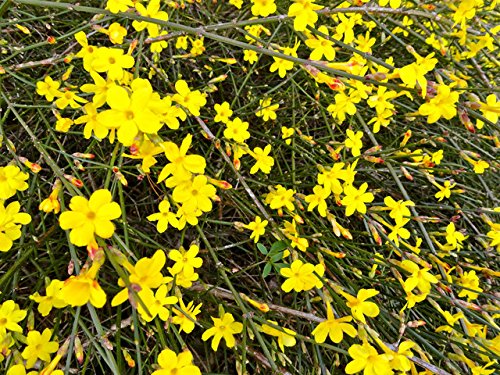 Golden Mermaid 2 Year Winter Jasmine (Jasminum nudiflorum) in 4 Golden Mermaid 2 Year Winter Jasmine (Jasminum nudiflorum) in 4