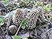 Morel delicious (Morchella deliciosa) Mycelium Spores Spawn Seeds 25 g By Micelium Plus
