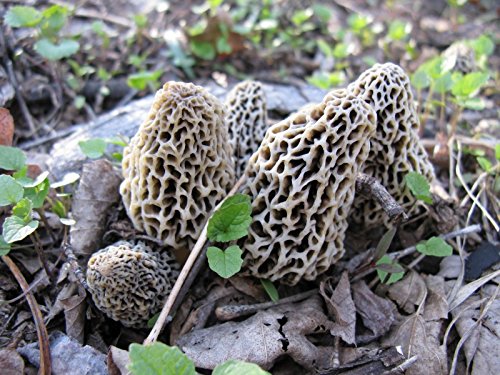 Morel delicious (Morchella deliciosa) Mycelium Spores Spawn Seeds 25 g By Micelium Plus