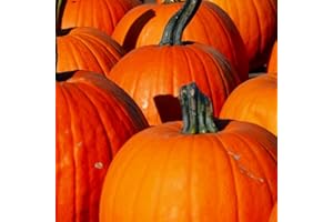 Connecticut Field Pumpkin Seeds | Non-GMO | Heirloom | Instant Latch Fresh Garden Seeds, Orange