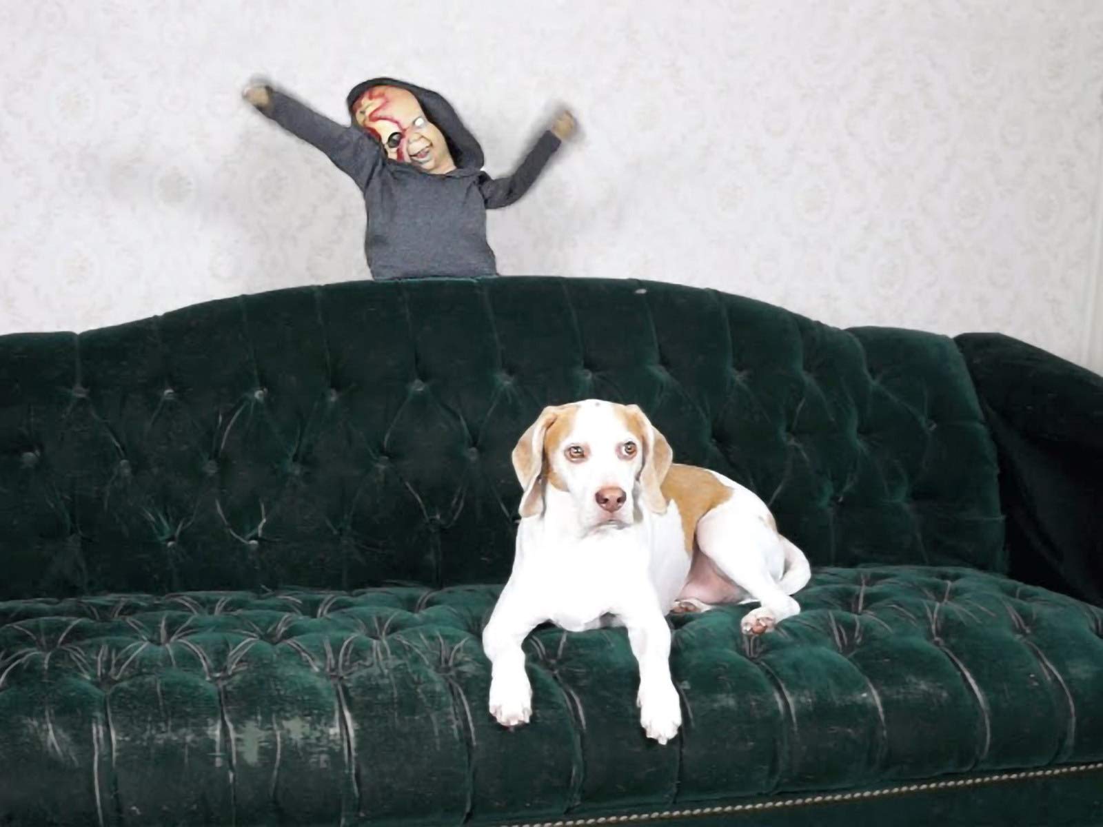 Watch Maymo The Dog vs. Zombies Prime Video