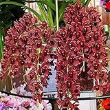 super1798 100Pcs Climbing Cymbidium Orchid Flower Seeds Home Garden Potted Plant