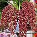 super1798 100Pcs Climbing Cymbidium Orchid Flower Seeds Home Garden Potted Plant