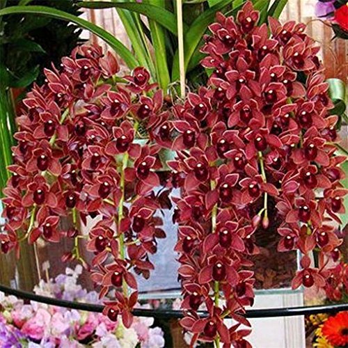super1798 100Pcs Climbing Cymbidium Orchid Flower Seeds Home Garden Potted Plant