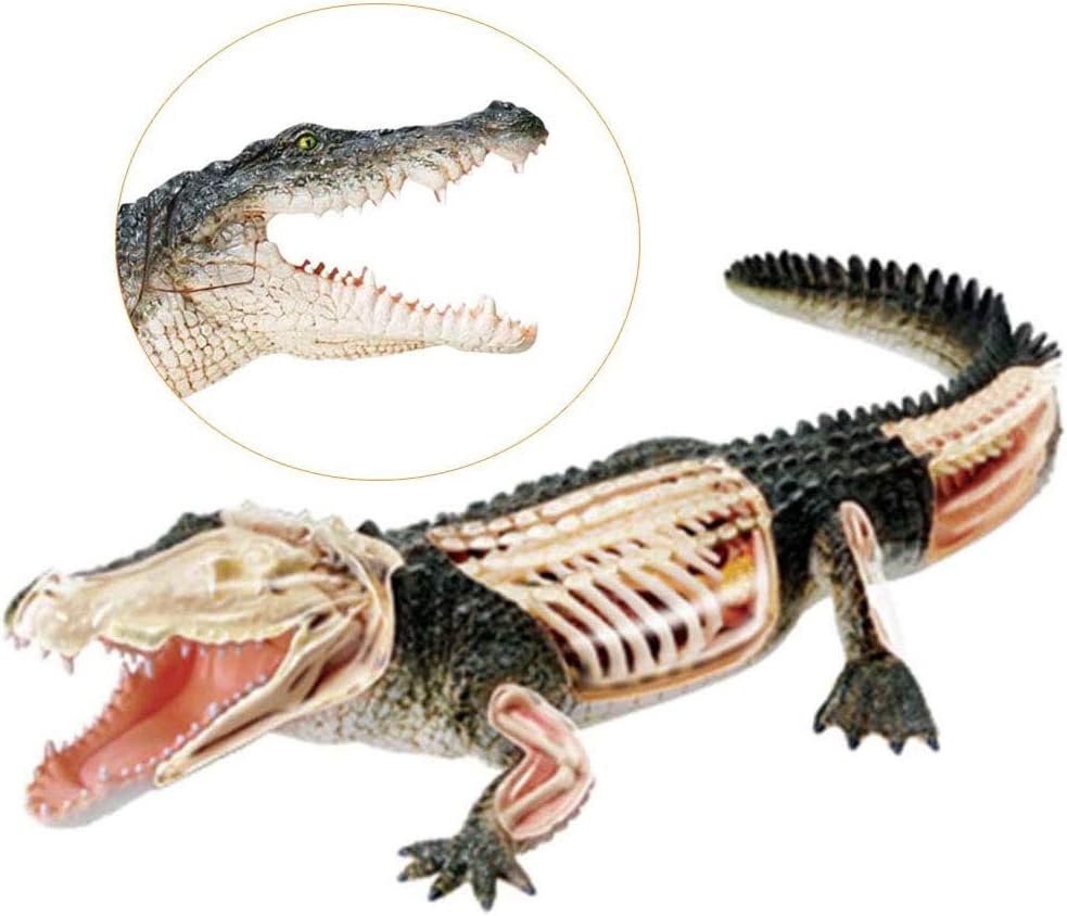 Sui Tieranatomie Modell Abnehmbares Krokodil Modell Krokodil Tier Organ Model For Medizinische Ausbildung Ausbildungshilfe Labortechnik Amazon De Kuche Haushalt