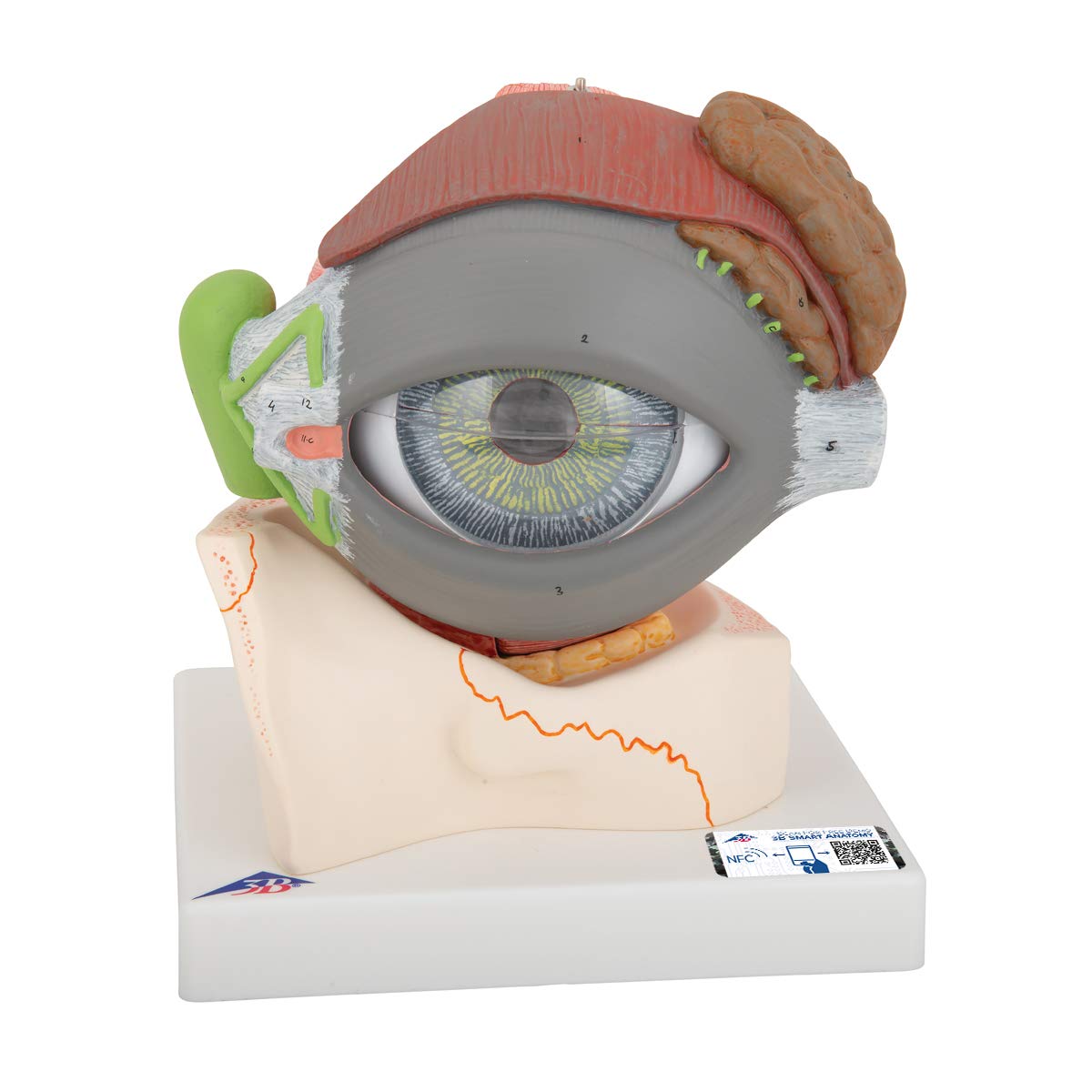 3B Scientific Eye 5 Times Full Size 8 Part + free anatomy software - 3B Smart Anatomy, F12