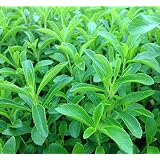 100pcs Semillas de Stevia, Semiilas Flores Flor Seeds Planta ...