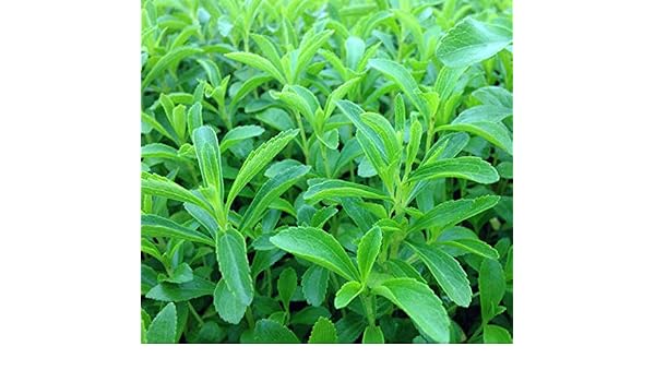 semillas de stevia rebaudiana venta caliente dulces flores en ...