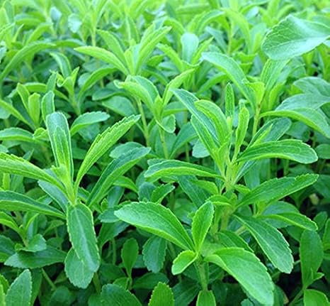 semillas de stevia rebaudiana venta caliente dulces flores en ...