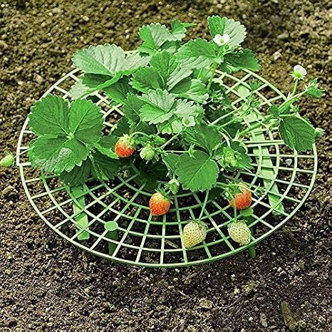 Dovlen 5Pcs Fresa Planta Cultivo Soportes Keep Fresas Apagado ...