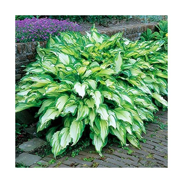 100pcs Sementes Flower Seeds Hosta Seeds Fire And Ice Shade Perennials Plantain Flower Bonsai Home Garden Ground Cover Plant 1 Thehostafarm Com