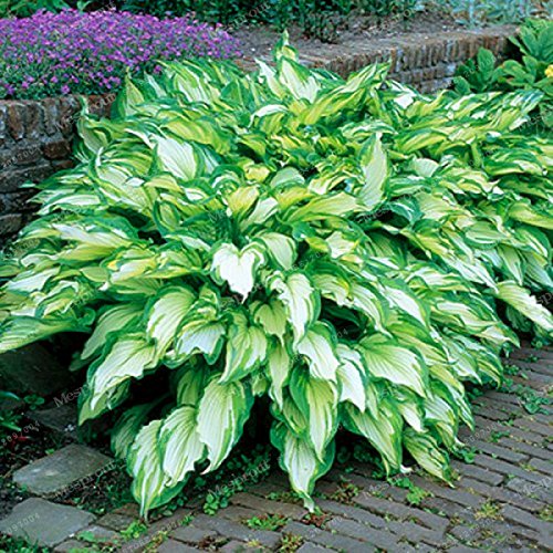 100PCS Sementes Flower Seeds Hosta Seeds Fire And Ice Shade Perennials Plantain Flower Bonsai Home Garden Ground Cover Plant 1