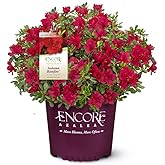 Encore Azalea Autumn Bonfire (1 Gallon) Red Flowering Shrub - Full Sun Live Outdoor Plant - Azalea Shrub - Rhododendron