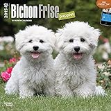 Bichon Frise Puppies 2015 Wall Calendar