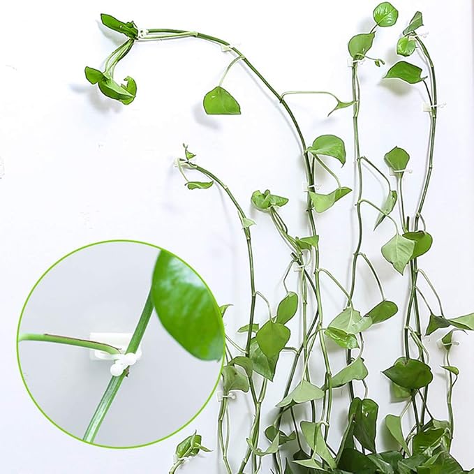 Tabanlly Plant Climbing Wall Fixture Clips Invisible Wall Vines Fixture
