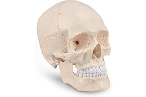 Skillssist Upgraded Life Size Human Head Skull Anatomical Model with Newest Laser-Etched Fonts Not Hand Write Number, Not Smudged for Medical Student Human Anatomy Study Course