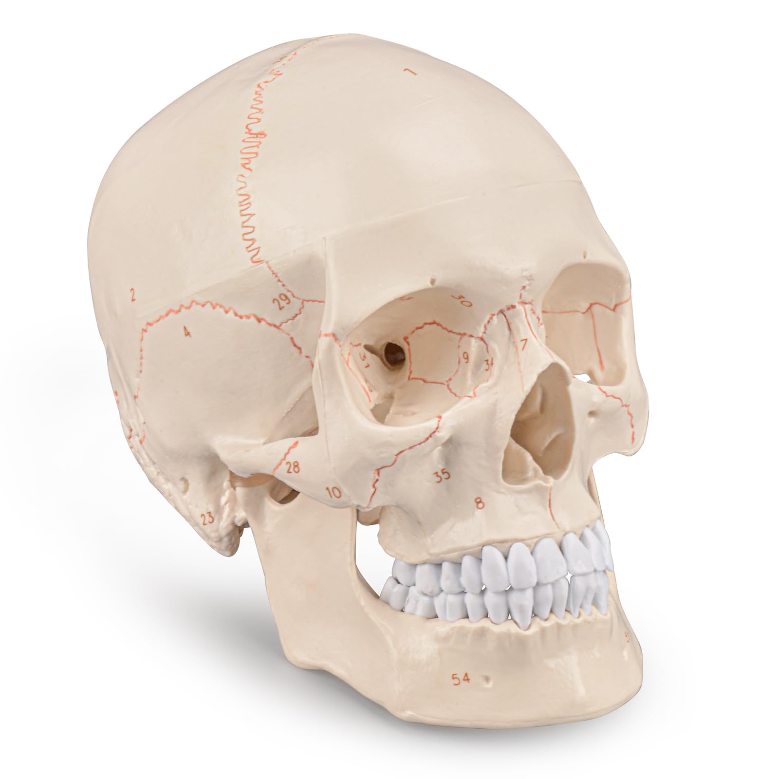 Human Skull Anatomical Model - Life Size With Laser-Etched Labels For Medical Study