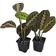 Hirt's Red Prayer Plant - 2 Pack - Maranta - Easy to Grow House Plant - 3" Pots