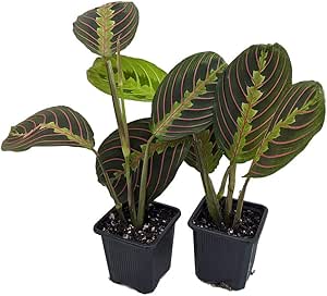 Hirt's Red Prayer Plant - 2 Pack - Maranta - Easy to Grow House Plant - 3" Pots