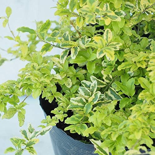 プリペット 苗 斑入りプリペット レモンライムアンドクリッパーズ 4号ポット苗 植木 Amazon
