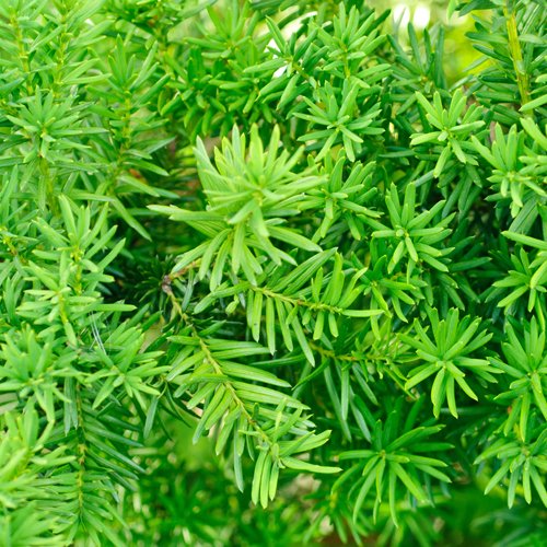 Yew Hedging Plants (Pack of 10) 25cm tall
