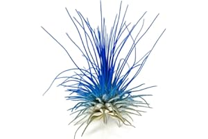 COLORED AIR PLANTS Thin Colored Air Plant, Live Tillandsia House Plant, Easy Care Indoor Outdoor, Great Gift, Healthy Arrival Guaranteed, (Blue)