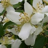 Philadelphus 'Lemoinei' 15cm Pot Size