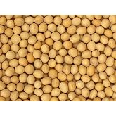Premium Non-GMO Soybeans - 3 Lbs - Perfect for Soy Milk, Tofu, Natto - 100% Product of USA