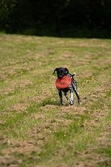 Petface Toyz Rubber Frisbee Dog Toy – Colour Varies view 7