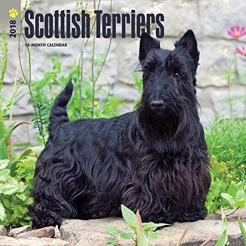 Scottish terriers 2018 wall calendar