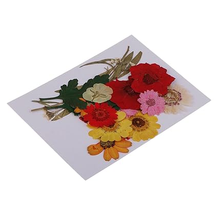 Homyl 1 Set Multiple Mixed Pressé Fleurs Rose Daisy