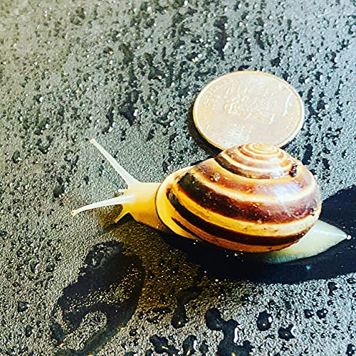Two (2) Live Land Milk Snail Otala Lactea Breeder Quarter Sized Live