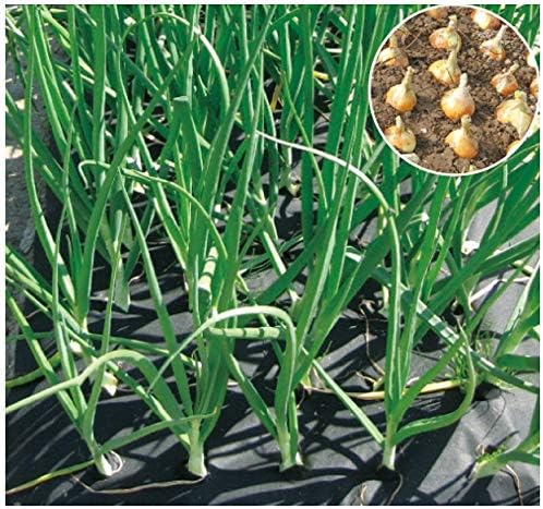 Amazon 透水 マルチ たまねぎ名人 1mx3 5m 玉ねぎ100本植え分 園芸用シート Amazon 透水 マルチ たまねぎ名人 1mx3 5m 玉ねぎ100本植え分 園芸用シート