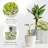 FANTIAN Jade Pea Gravel 2 lbs 6-9 mm Plant Pot Decor Garden Vase Fillers view 4