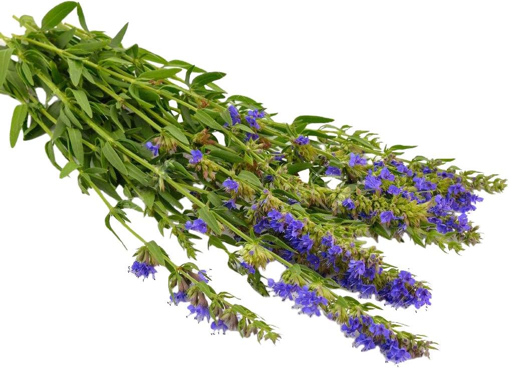 Rising Phoenix Farms Hyssop Seeds - Herb - 9000 Seeds