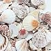 PEPPERLONELY Sea Shells Mixed Pecten Nobilis Scallop,Various Size, 1-1/2 Inch ~ 2-1/2 Inch, 800 Gram, Apprx.120 PC Sea Shells