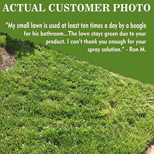 See Spot Run Lawn Protectant - Complete and Safe Natural Lawn Care for Pets. Cures and Prevents Dog Urine Spots (32 oz. hose end concentrate)